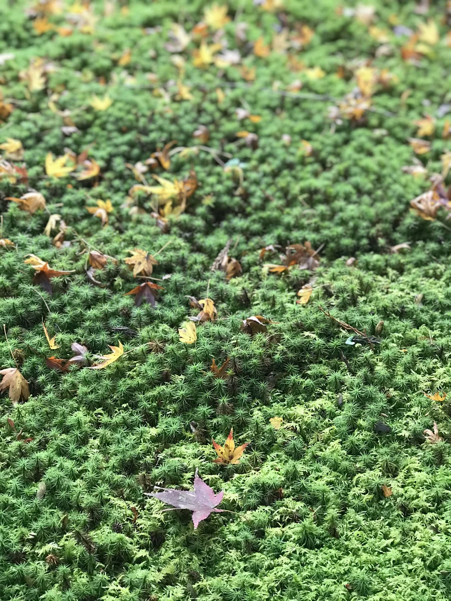 紅葉の風景を上手に撮ろう