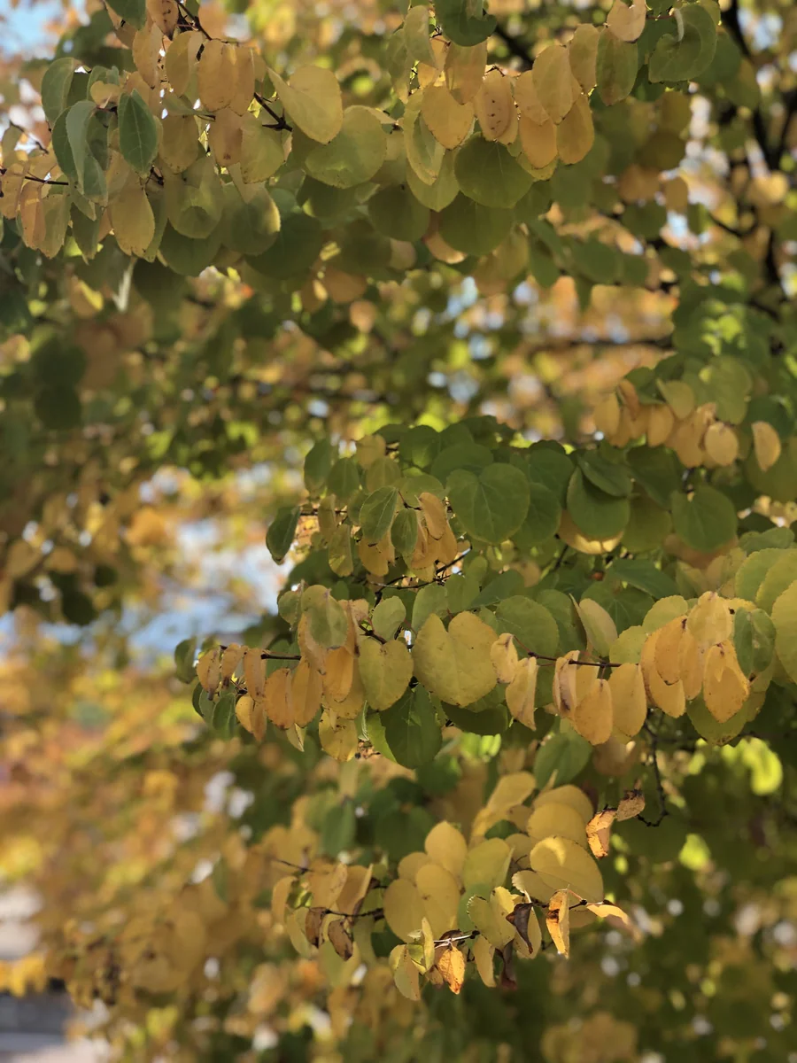 紅葉の写真を上手に撮ろう